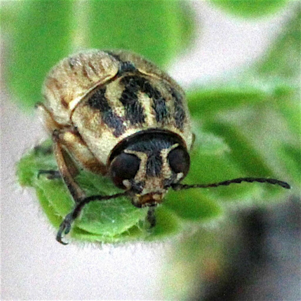 Pachybrachis analis