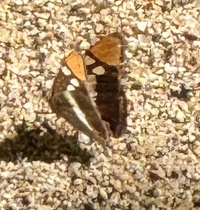 iNaturalist observation photo of California Sister