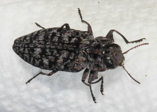 Short-lobed Jewel Beetle