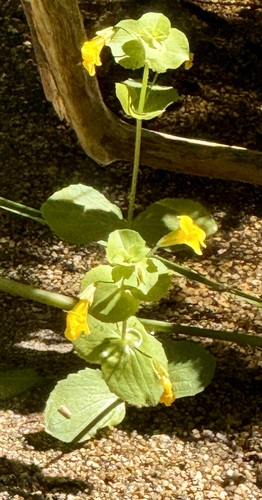 iNaturalist observation photo of seep monkeyflower