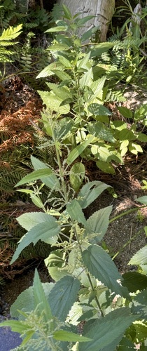 iNaturalist observation photo of slender stinging nettle