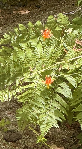 iNaturalist observation photo of western columbine