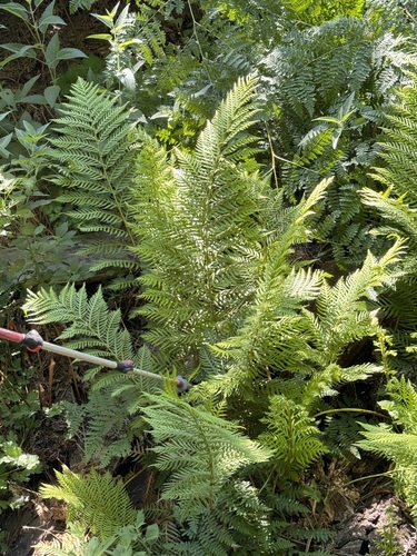 iNaturalist observation photo of giant chain fern