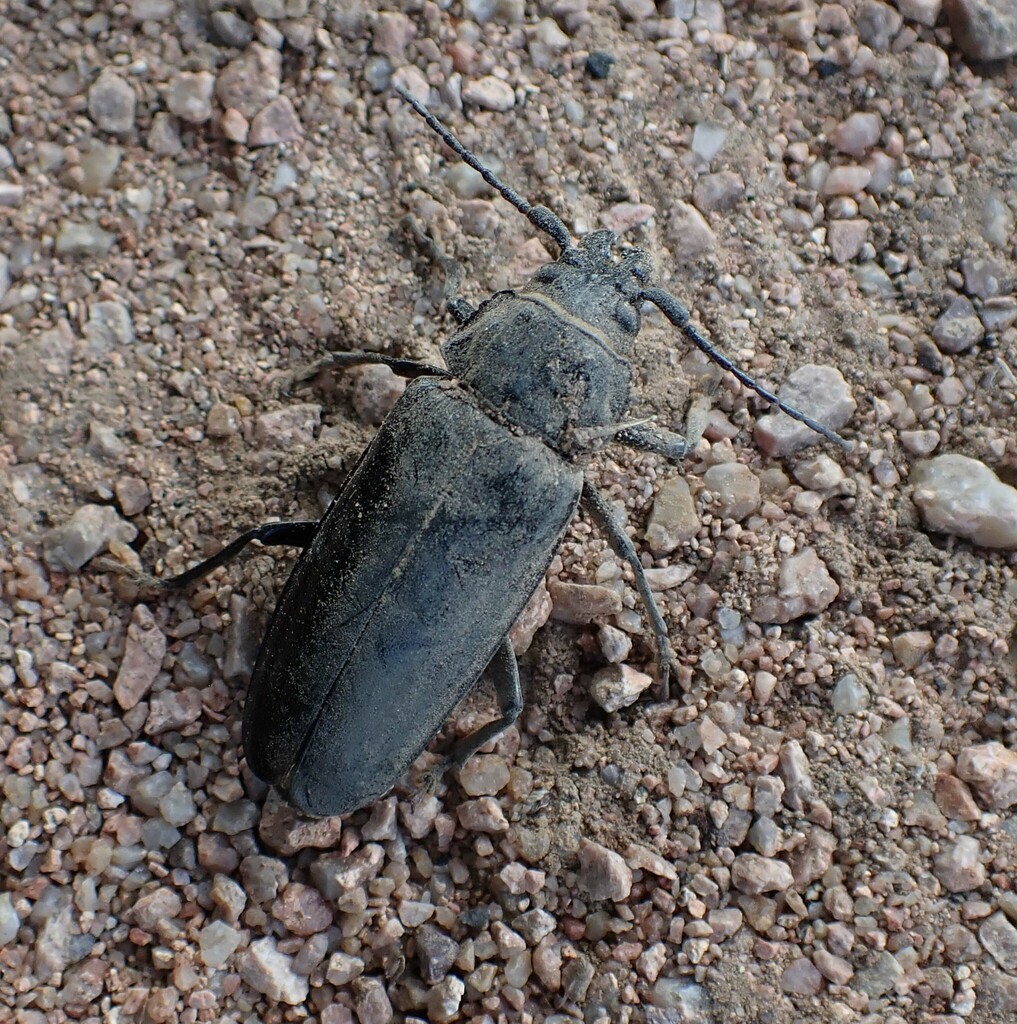 Live-oak Root Borer