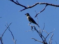 iNaturalist observation photo of Pewees