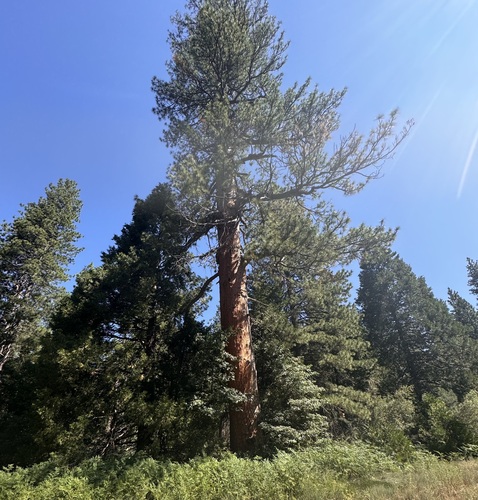 iNaturalist observation photo of Western Ponderosa Pine