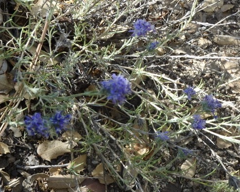 iNaturalist observation photo of giant woollystar
