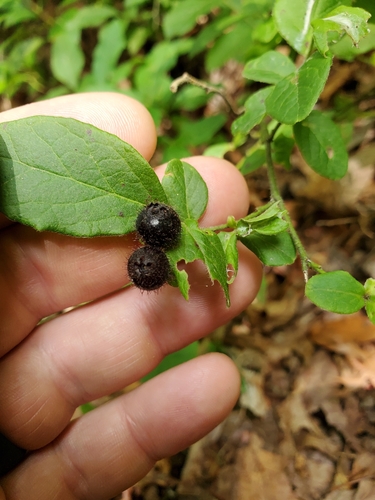 Image of Vaccinium hirsutum by (c) Will Kuhn, some rights reserved (CC BY)