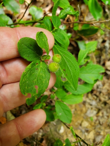 Image of Vaccinium hirsutum by (c) Will Kuhn, some rights reserved (CC BY)