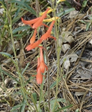 iNaturalist observation photo of San Gabriel beardtongue