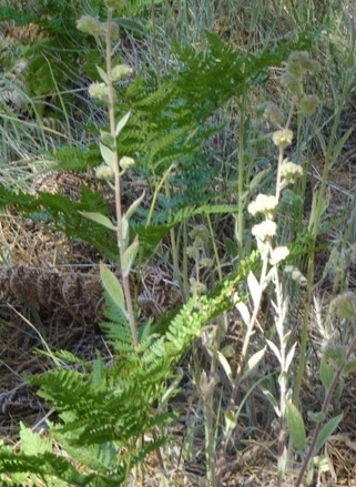 iNaturalist observation photo of Mountain Phacelia