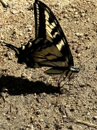 iNaturalist observation photo of Pale Swallowtail