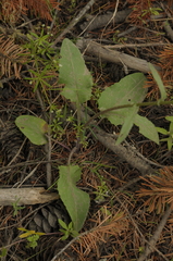 Senecio integerrimus ochroleucus