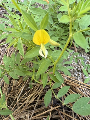 iNaturalist observation photo of streambank bird's-foot trefoil
