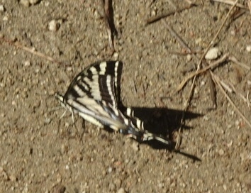 iNaturalist observation photo of Pale Swallowtail