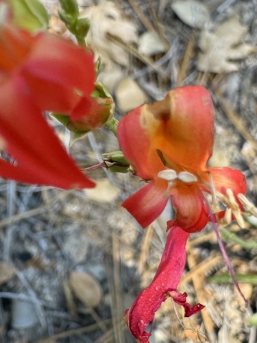 iNaturalist observation photo of San Gabriel beardtongue