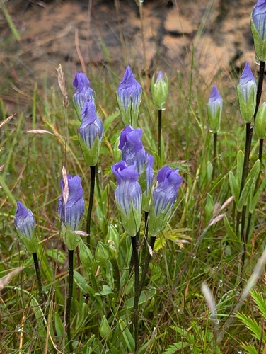 Image of Gentianopsis detonsa by (c) Todd Boland, some rights reserved (CC BY)