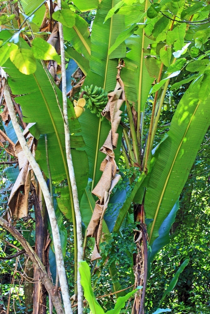 Angkadan banana