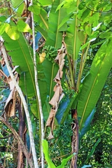 Musa borneensis