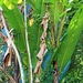Musa borneensis - Photo (c) tjeales, some rights reserved (CC BY-SA), uploaded by tjeales
