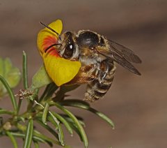 Trichocolletes venustus