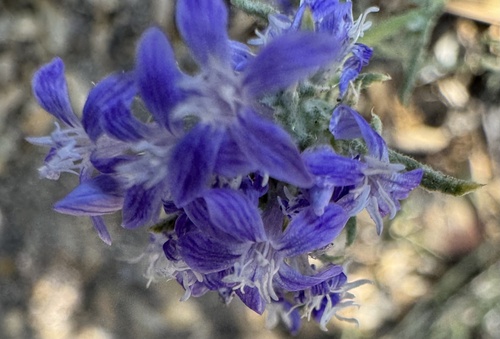iNaturalist observation photo of Woollystars