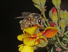 Trichocolletes venustus