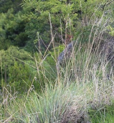 Muhlenbergia rigida