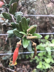 Siphocampylus columnae