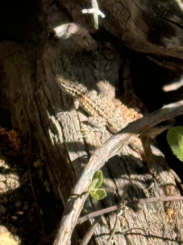 iNaturalist observation photo of Western Side-blotched Lizard
