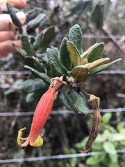 Siphocampylus columnae