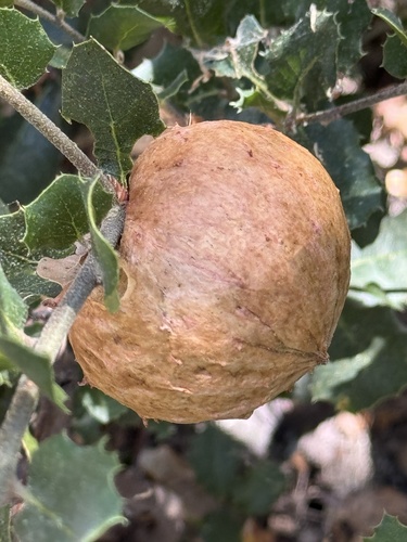 iNaturalist observation photo of Live Oak Apple Gall Wasp
