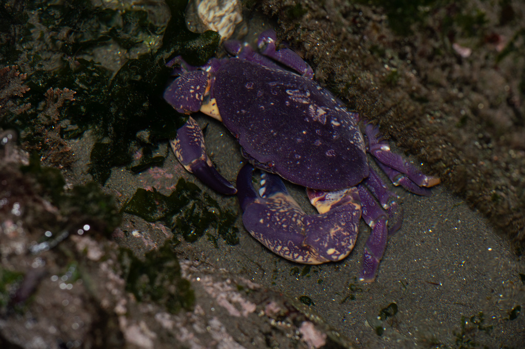 Purple crab