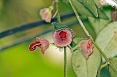 Aeschynanthus tricolor