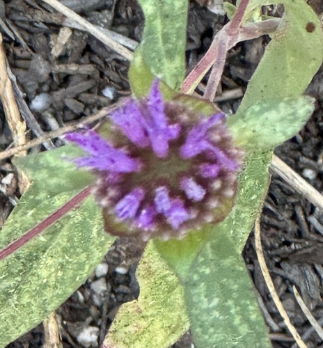 iNaturalist observation photo of Brewer's Monardella