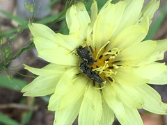 Acmaeodera neglecta neoneglecta