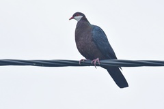 Columba vitiensis hypoenochroa