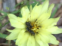 Acmaeodera neglecta neoneglecta