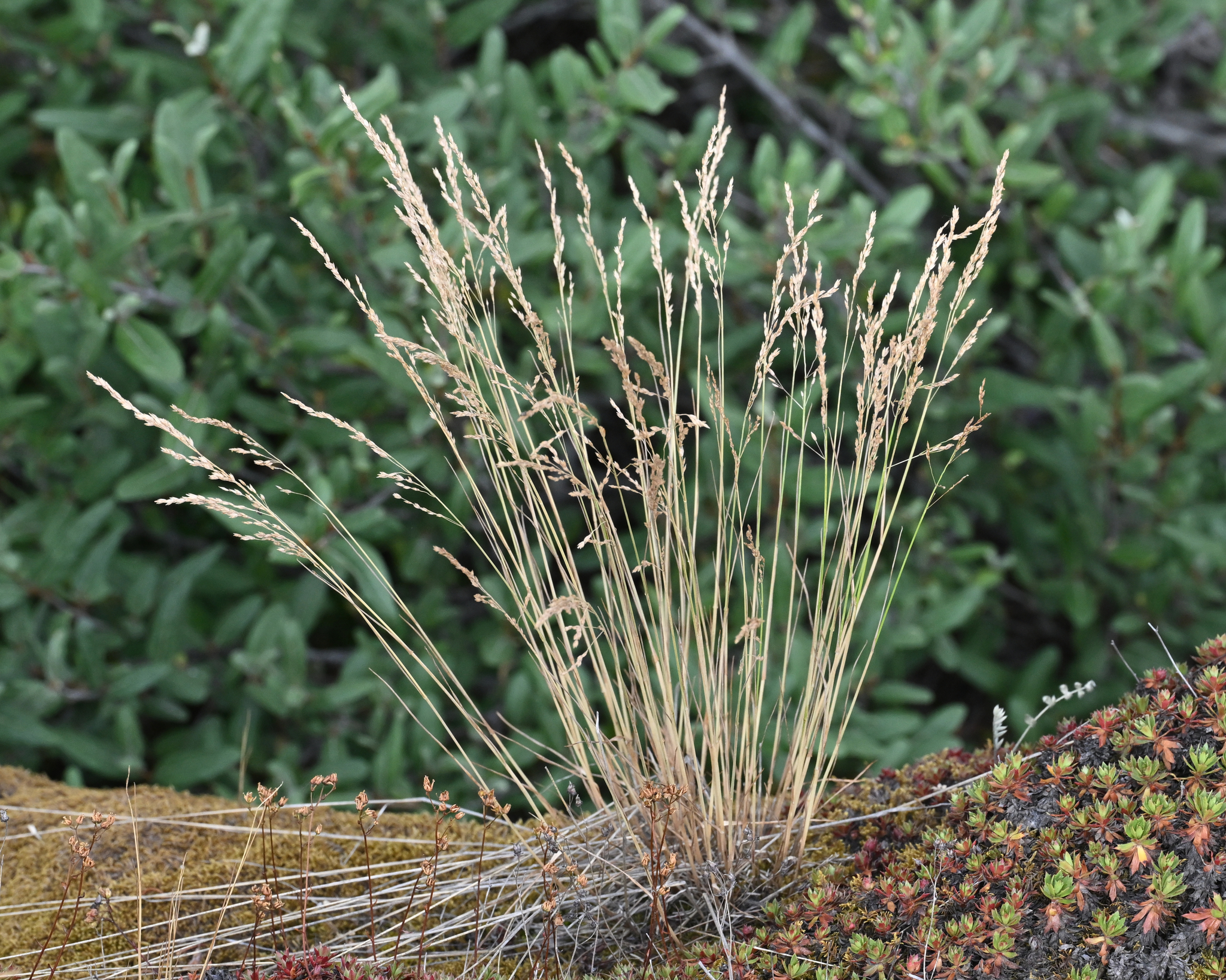 Poa glauca