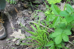 Carex laxiculmis copulata