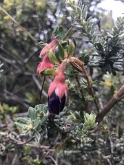 Brachyotum strigosum