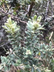 Brachyotum strigosum