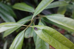 Emeia pseudosauteri