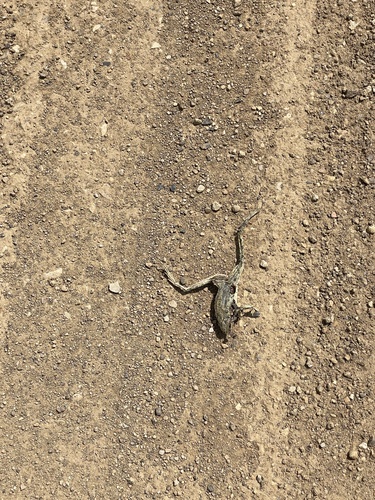 Northern Leopard Frog