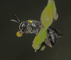 Hylaeus nubilosus