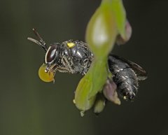 Hylaeus nubilosus