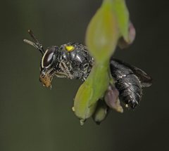 Hylaeus nubilosus