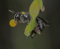 Hylaeus nubilosus