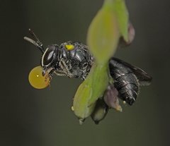 Hylaeus nubilosus