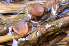 Sclerotinia sulcata